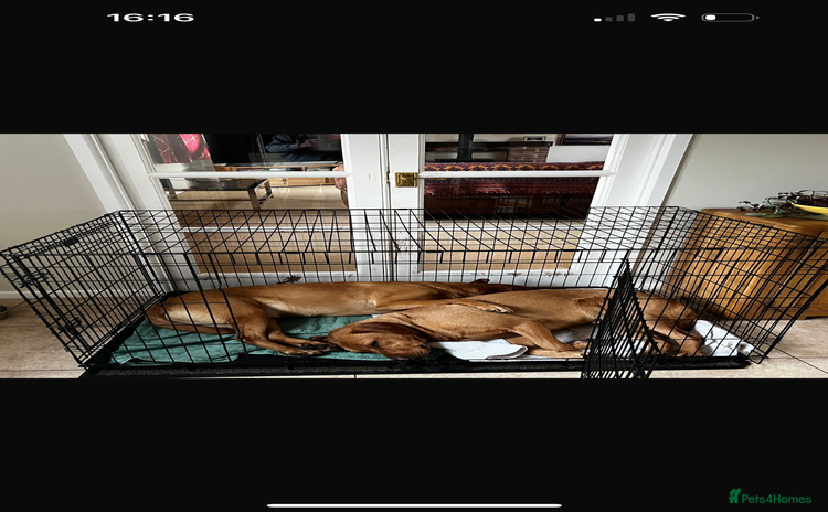 Labrador Retriever dogs - Advert 6