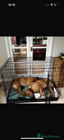 Labrador Retriever dogs - Advert 6