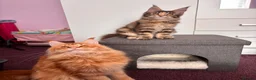 Maine Coon cats for sale: ✨Last Pure Bred Maine Coon Kitten Available  - Advert 13