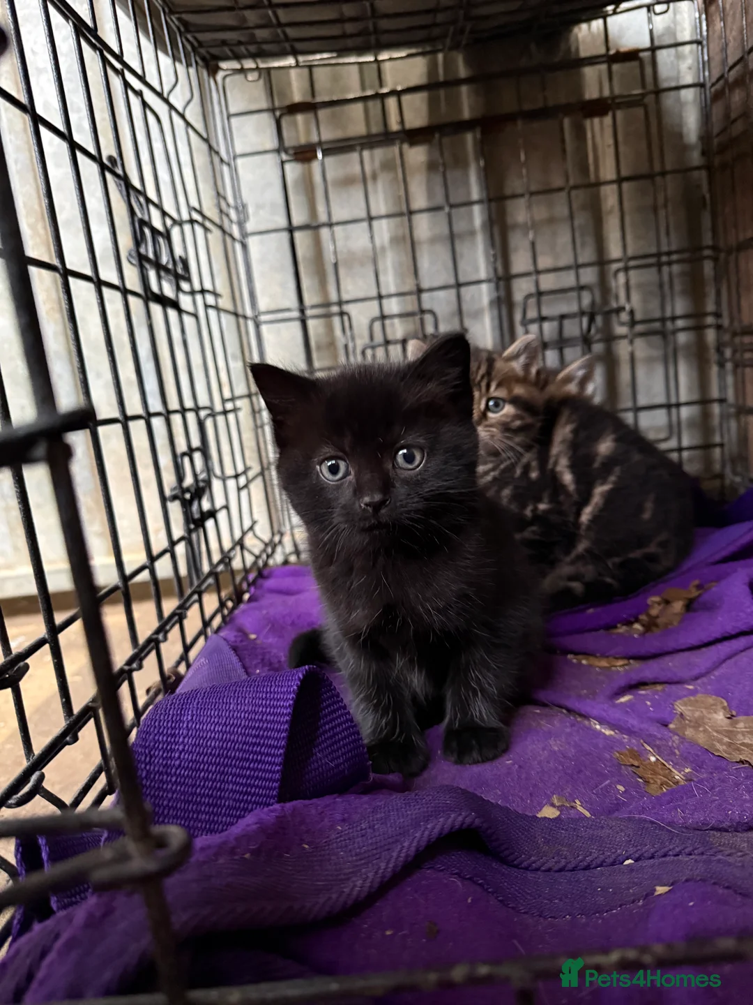 Mixed Breed cats for sale: 2 Beautiful Kittens ready to go for half term - Advert 6