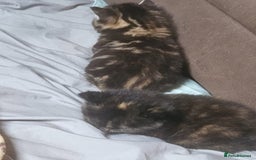 British Shorthair cats for sale: Litter of kittens - Advert 2