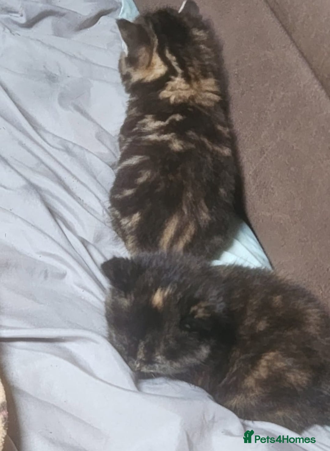 British Shorthair cats for sale: Litter of kittens - Advert 2