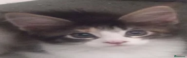 Eckamouse