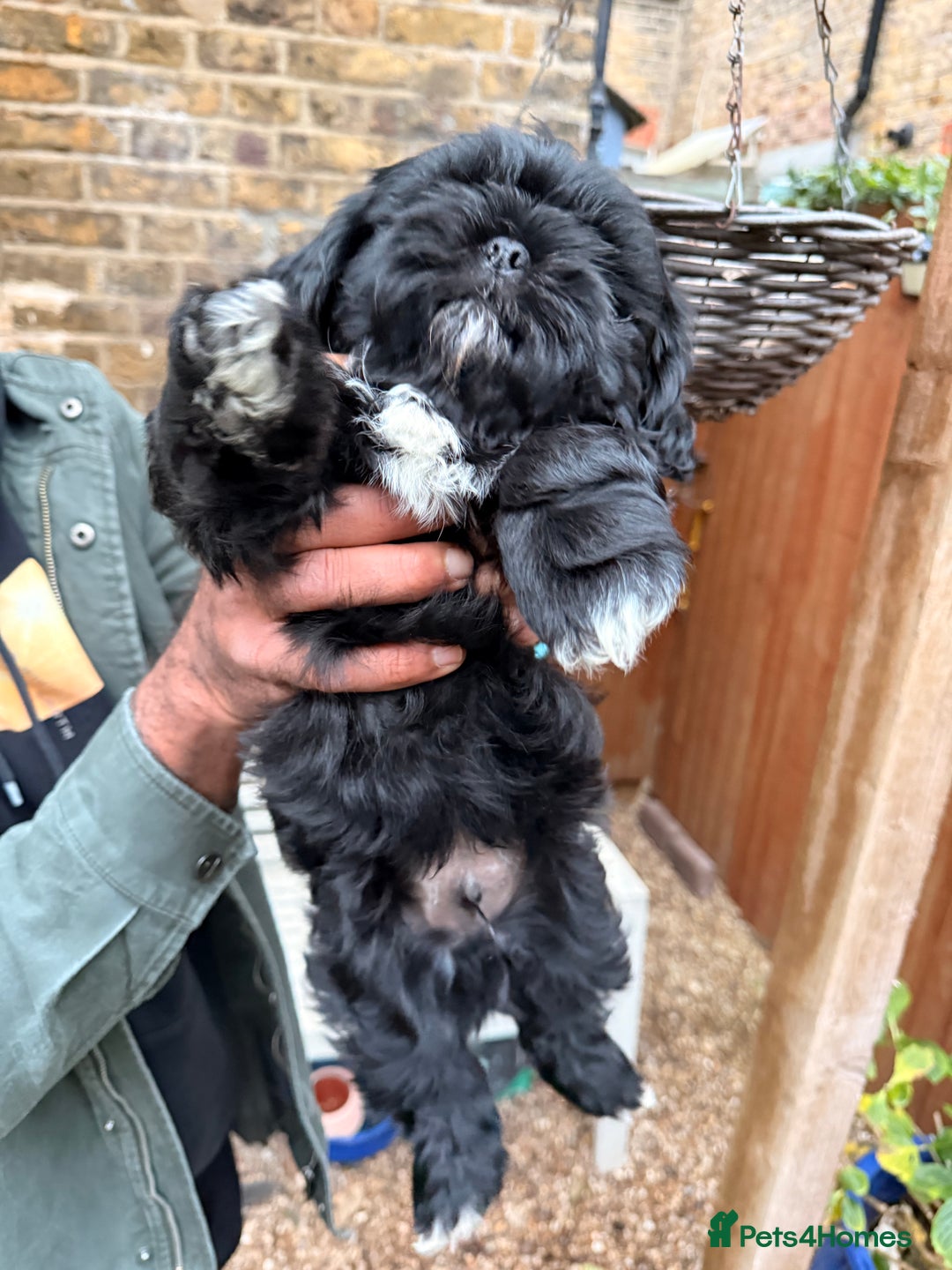 Shih Tzu dogs for sale: Stunning Male Shih Tzu Ready For New Home  - Advert 2