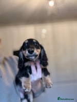 Miniature Dachshund dogs Long haired miniature dachshund - Advert 3