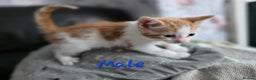 Mixed Breed cats for sale: Lovely kittens - Advert 7