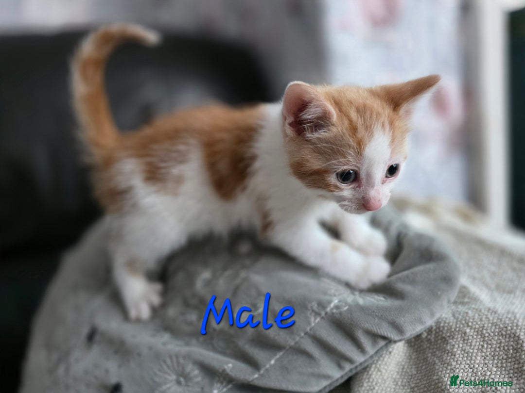 Mixed Breed cats for sale: Lovely kittens - Advert 7