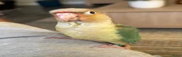 Conures birds for sale: Silly tame hand reared Green cheeked conures  in Wellingborough - Advert 2