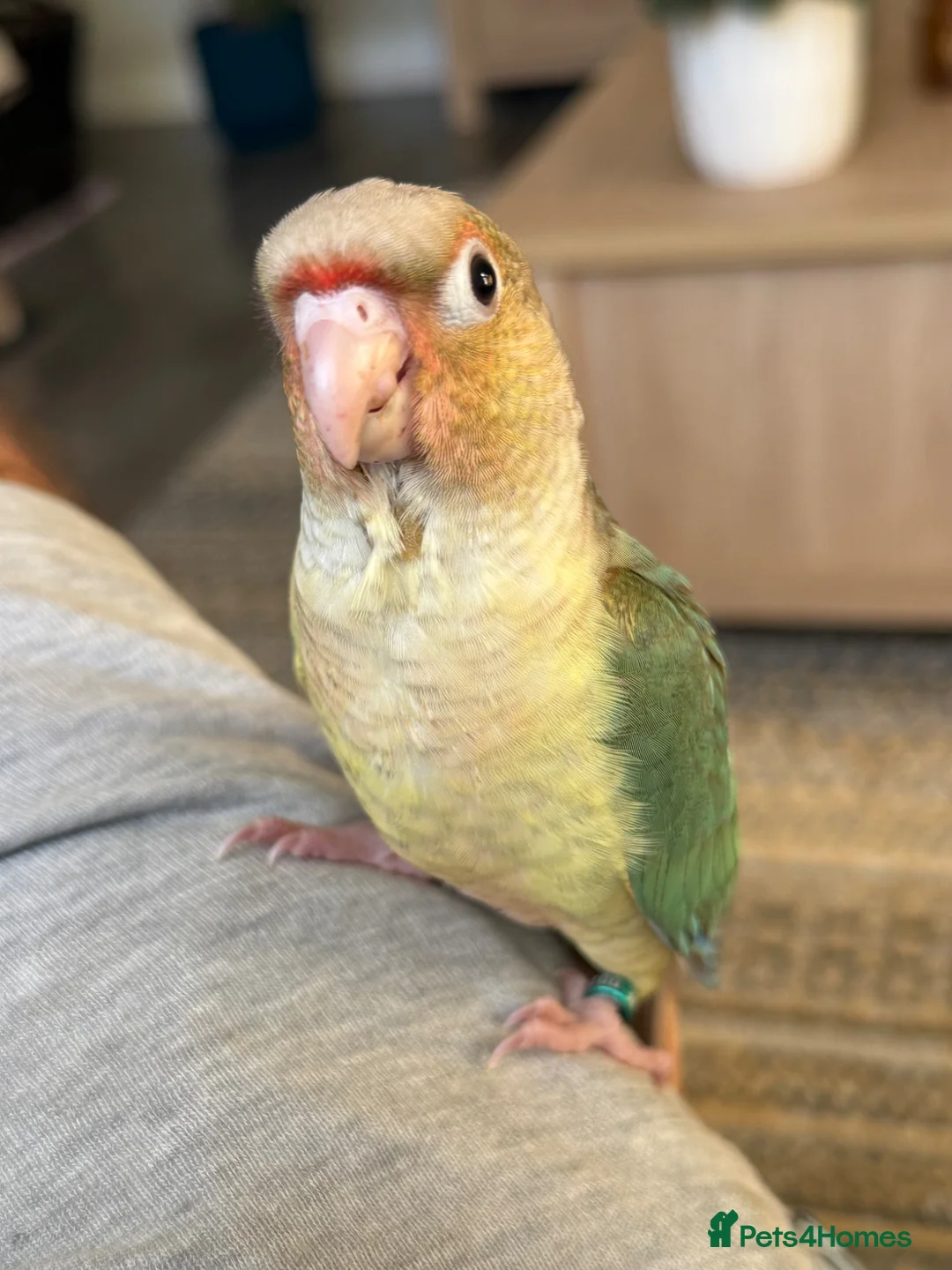 Conures birds for sale: Silly tame hand reared Green cheeked conures  in Wellingborough - Advert 2
