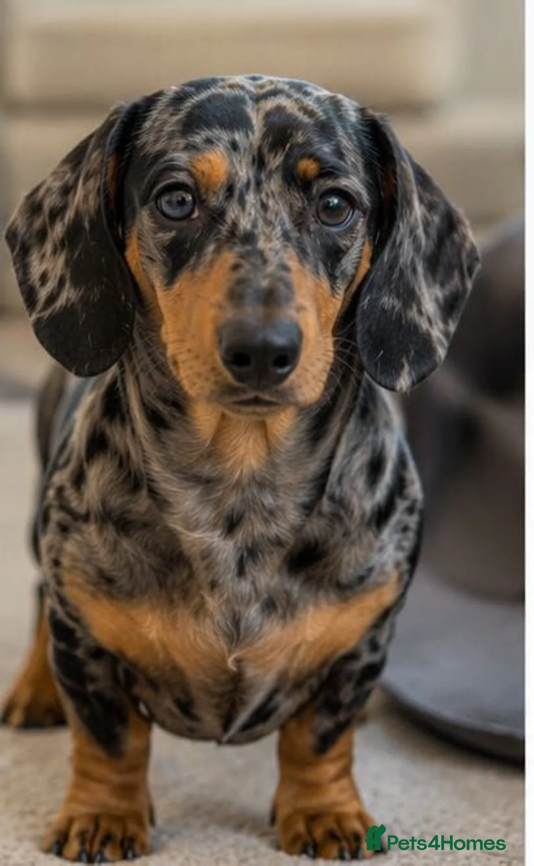 Miniature Dachshund dogs for sale: stunning litter of Miniature Dachshund puppies - Advert 4
