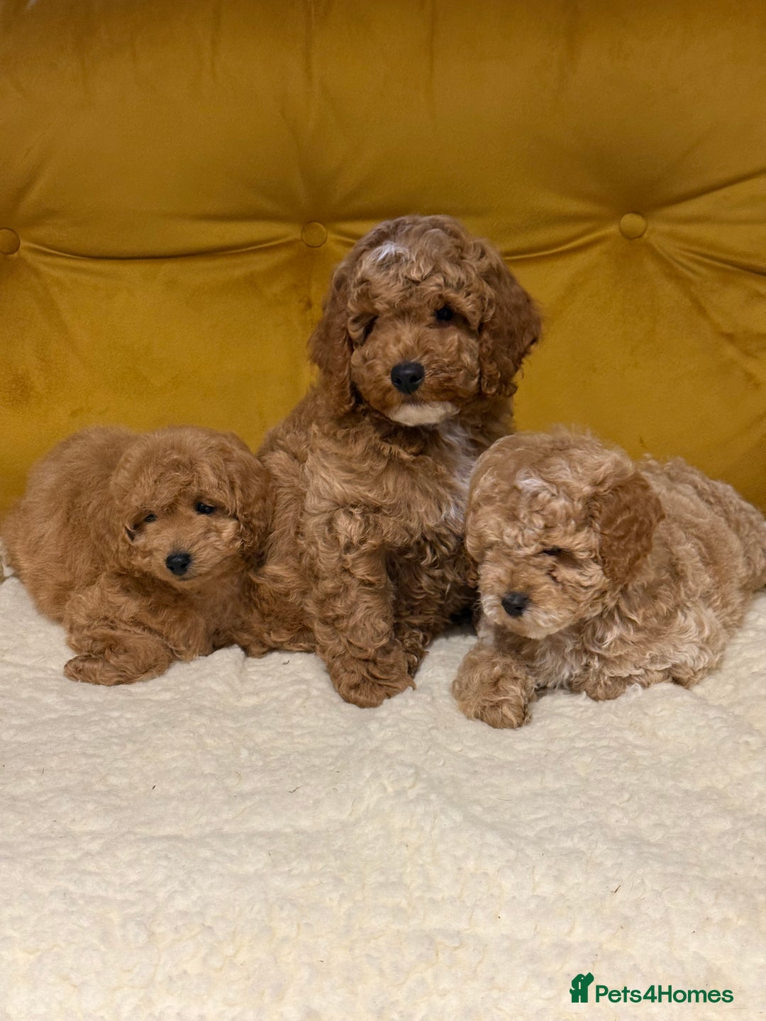 Cockapoo dogs for sale: Absolutely stunning puppies  - Advert 1