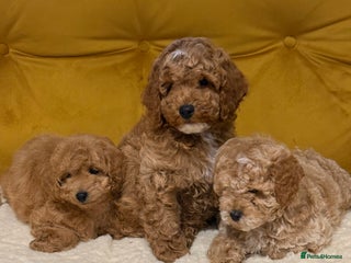 Cockapoo dogs Absolutely stunning puppies - Advert 1