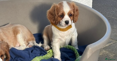 Cavalier King Charles Spaniel dogs Cavalier King Charles  - Advert 13