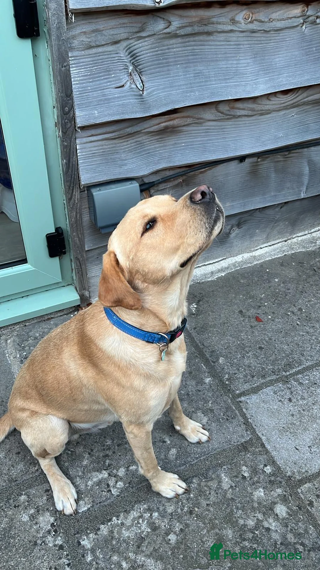 Labrador Retriever dogs for stud: Gorgeous KC Purebred Yellow Labrador For Stud - Advert 9