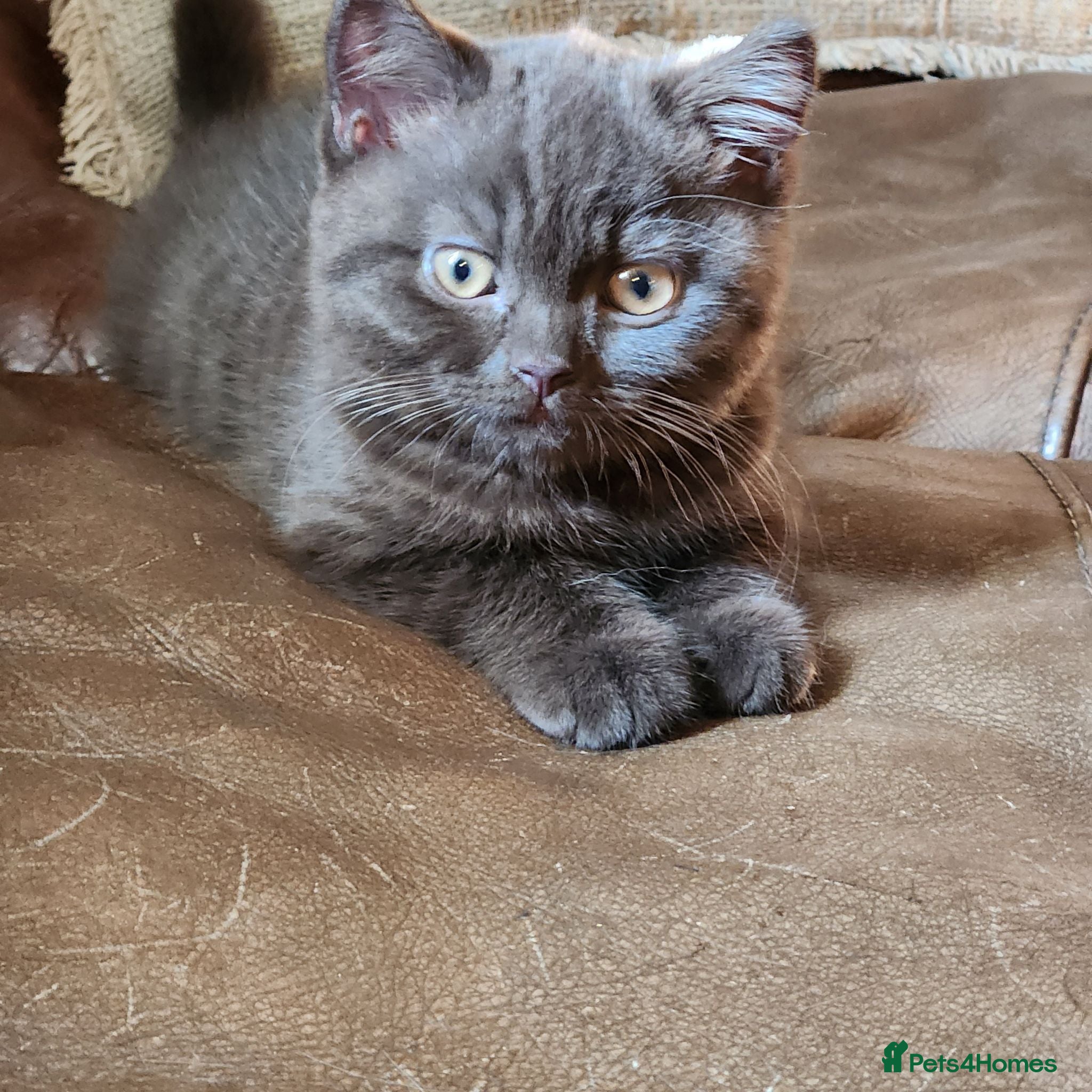 British Shorthair cats Gorgeous chunky chocolate boy  - Advert 7