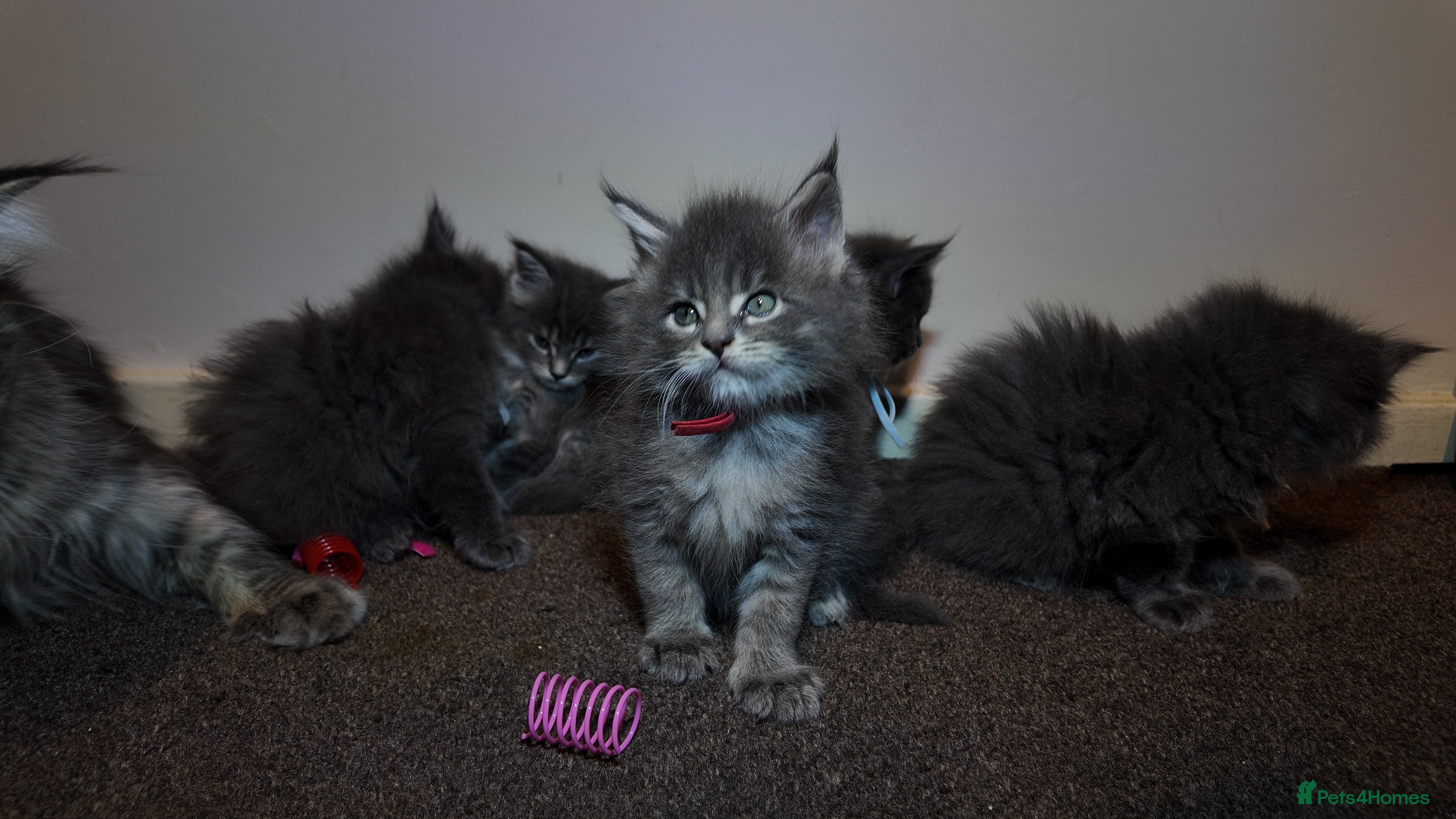 Maine Coon cats Beautiful Mainecoon Kittens Maine Coon Purebred - Advert 6