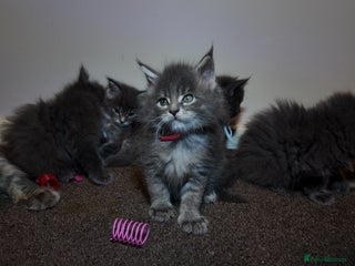 Maine Coon cats Beautiful Mainecoon Kittens Maine Coon Purebred - Advert 6