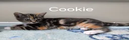 Mixed Breed cats for sale: 2 mixed tabby kittens female in Mansfield - Advert 5