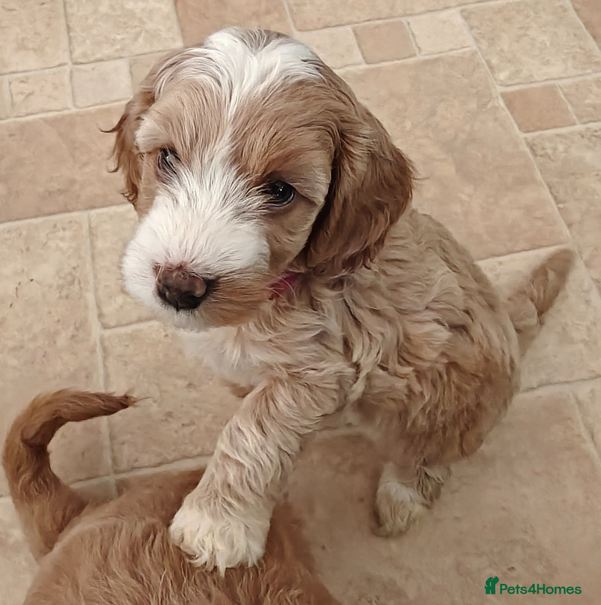 Cockapoo dogs Gorgeous F1B Cockapoo Puppies  - Advert 1