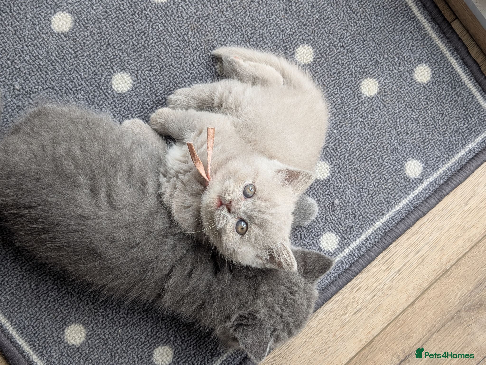 British Shorthair cats GCCF registered British Shorthair Kittens - Advert 11