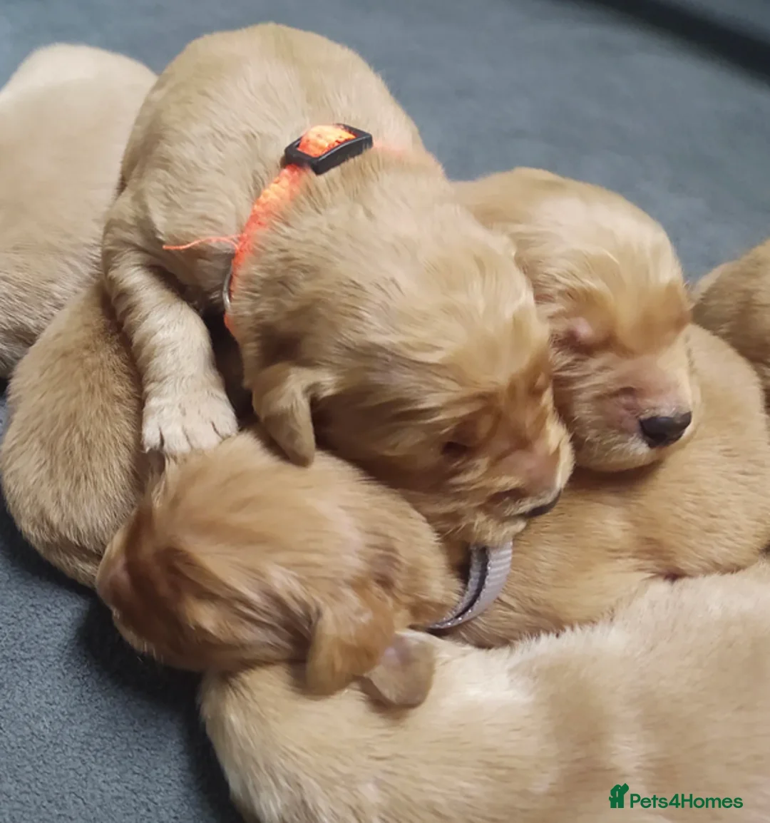 Golden Retriever dogs for sale: Golden Retrievers Family - Advert 9