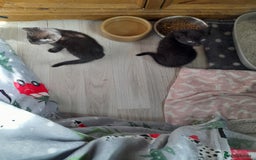 Mixed Breed cats for sale: Gorgeous Ragamuffin x kittens - Image 3