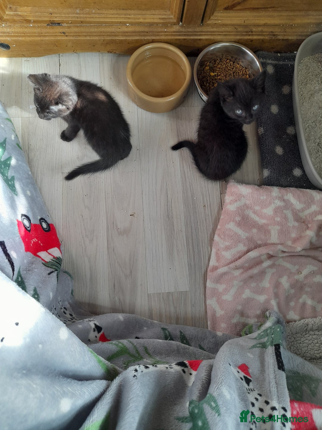 Mixed Breed cats for sale: Gorgeous Ragamuffin x kittens - Image 3