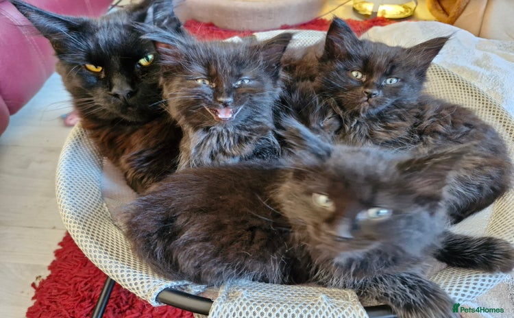Maine Coon cats - Advert 3