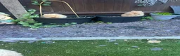 Lionhead rabbits for sale: Two lion head rabbits for sale - Advert 5