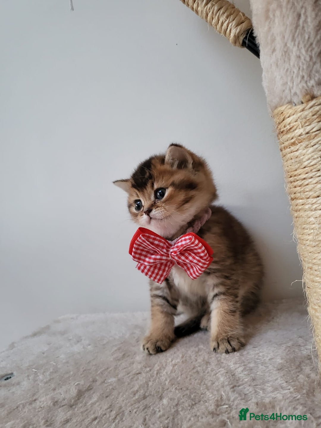 British Shorthair cats for sale:  **  **  **  ** BRITISH SHORTLY **  **  **  **   - Advert 4