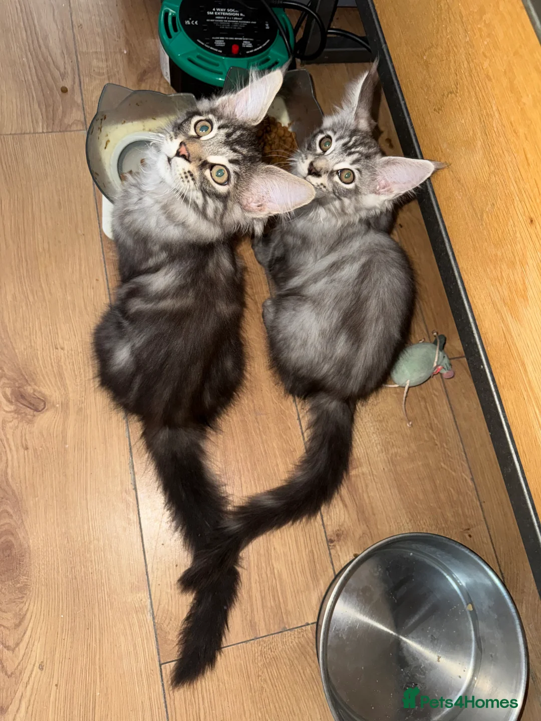 Mixed Breed cats for sale: Mixed breed kittens  - Advert 2