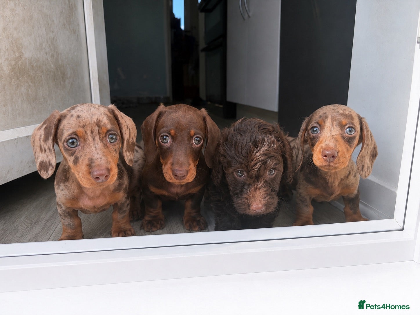 Miniature Dachshund dogs Stunning true to type miniature dachshunds  - Advert 1