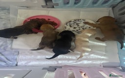 Mixed Breed dogs for sale: Schweenie pups  - Image 2