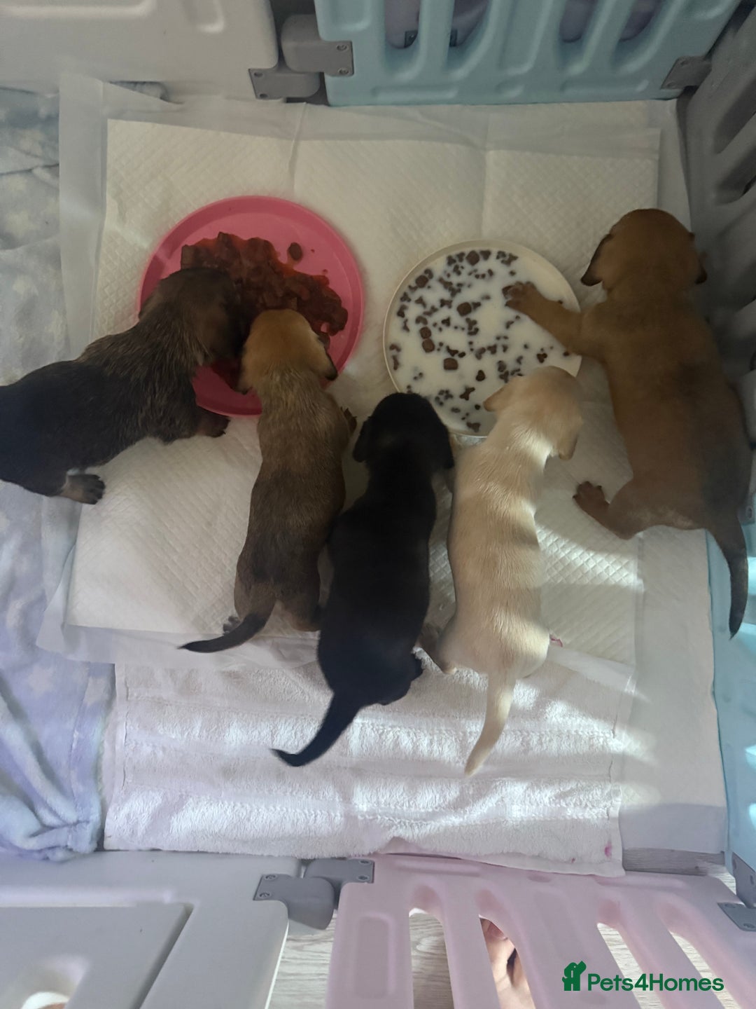Mixed Breed dogs for sale: Schweenie pups  - Image 2
