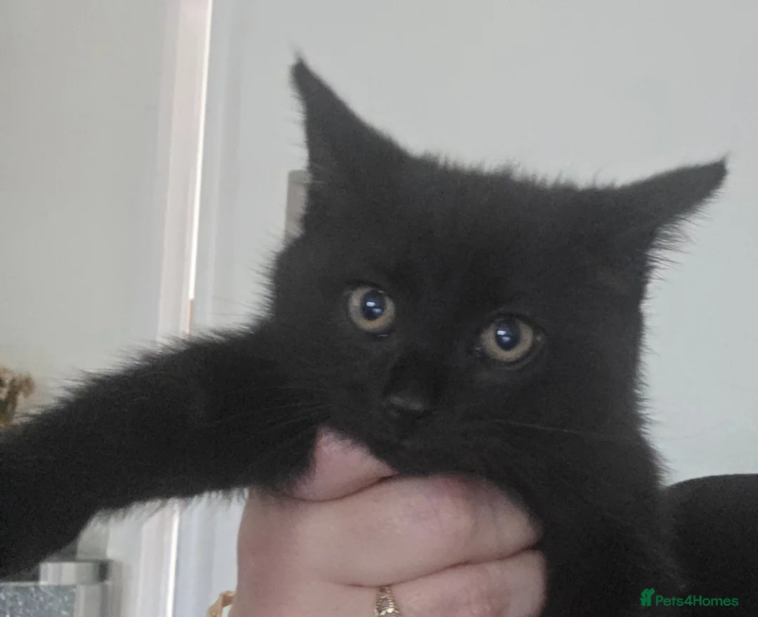 Domestic Shorthair cats for sale: Gorgeous male kitten - Advert 1