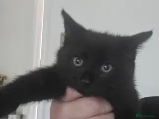 Domestic Shorthair cats Gorgeous male kitten - Advert 3