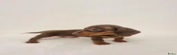 Miniature Dachshund dogs for sale: Beautiful Miniature Dachshund Puppies 3 Available - Advert 9
