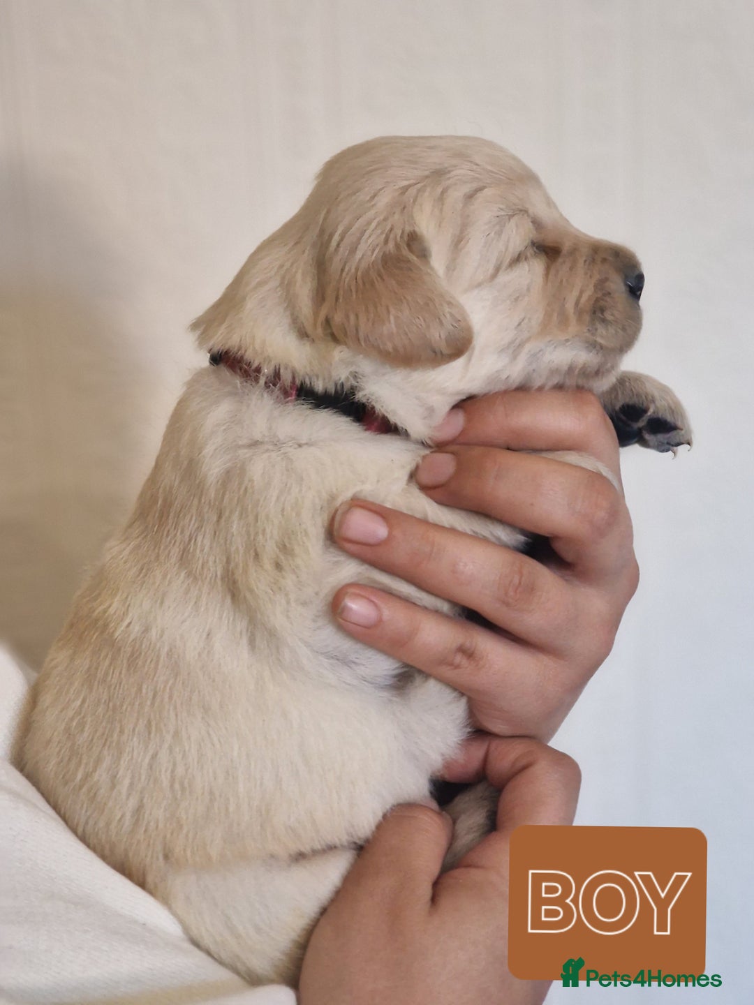 Golden Retriever dogs for sale: 🐾Pure Golden retrievers puppy🐾 - Image 19