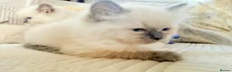 Ragdoll cats for sale: Stunning Bluepoint Ragdoll Kittens for sale - Advert 13