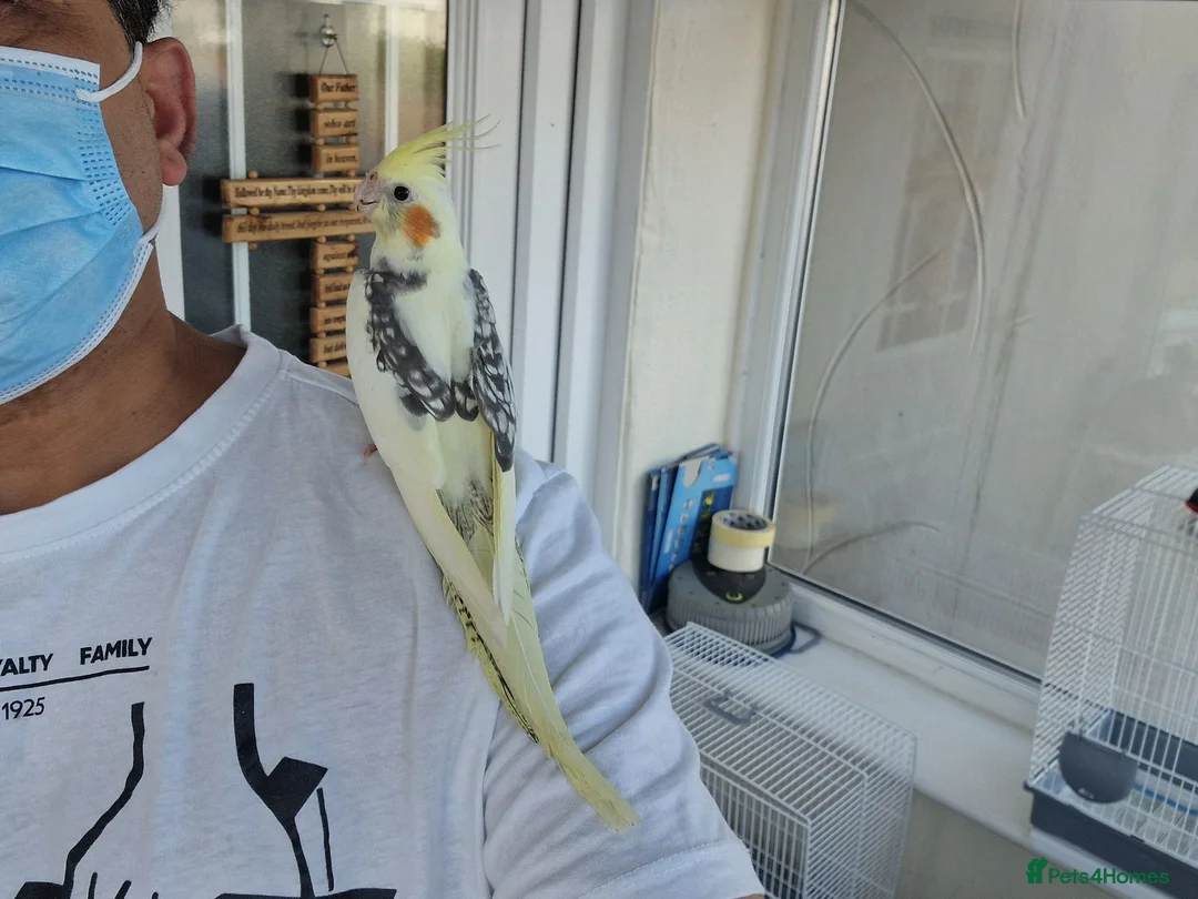 Cockatiels birds for sale: Super silly tamed baby cockatiels  - Advert 2