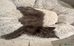 Ragdoll cats for sale: Ragdoll cross Mainecoon kittens  - Image 2