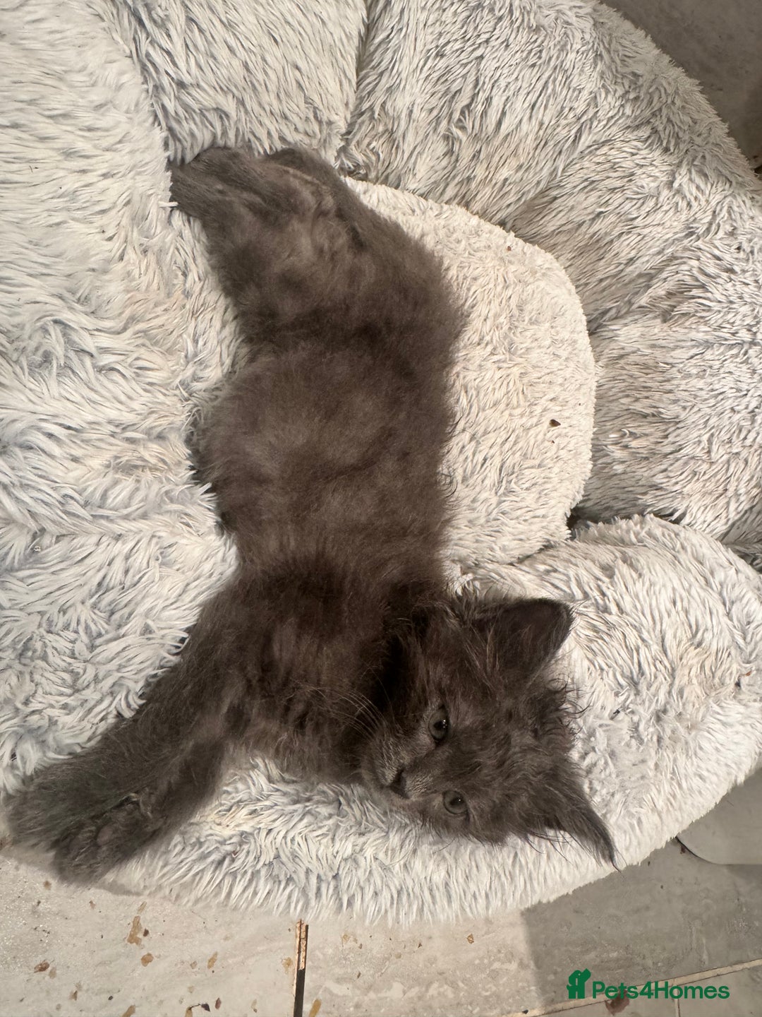 Ragdoll cats for sale: Ragdoll cross Mainecoon kittens  - Image 2