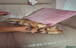 Chihuahua dogs for sale: Chihuahua 6 month old female - Image 3