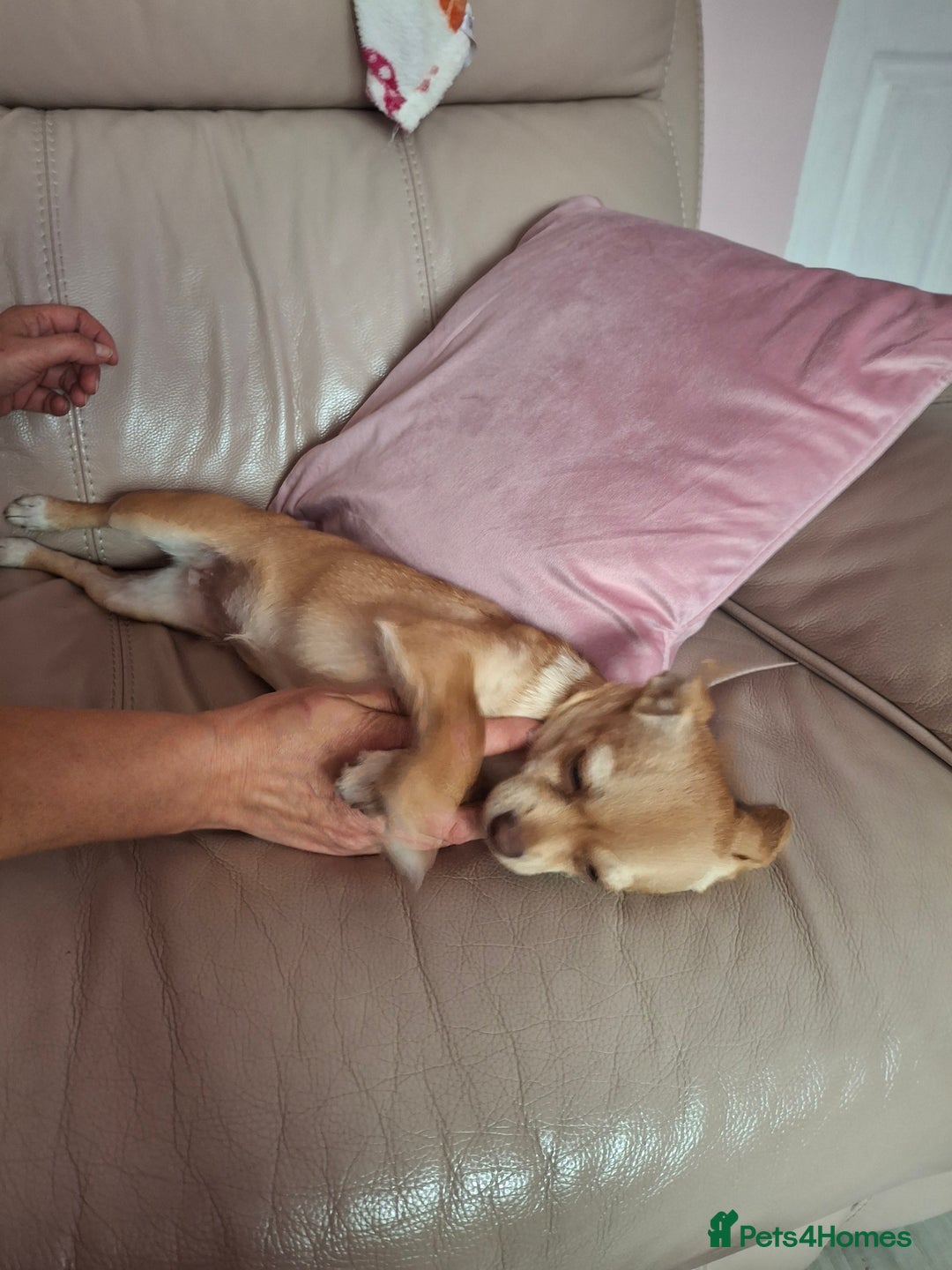 Chihuahua dogs for sale: Chihuahua 6 month old female - Image 3