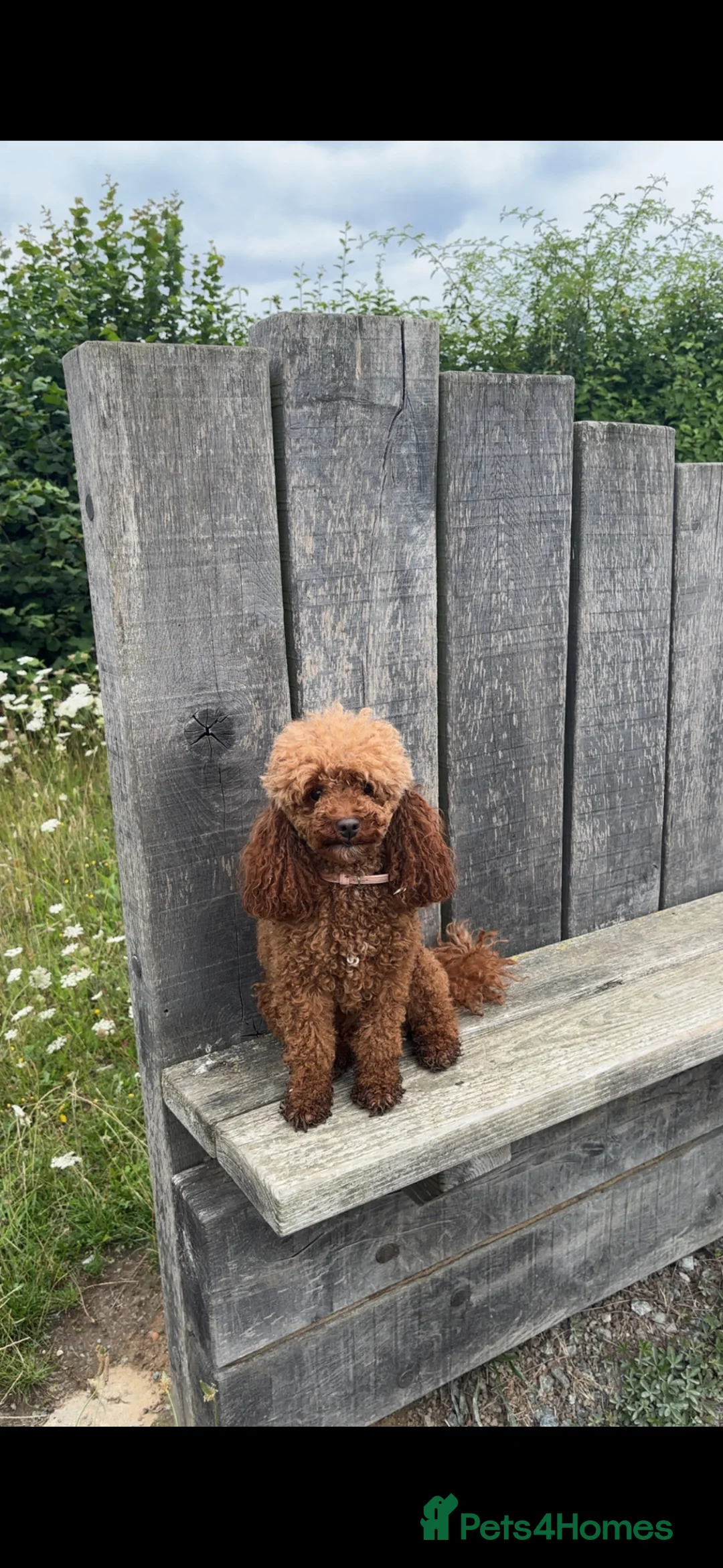 Miniature Poodle dogs for sale: Miniature poodles  in Gravesend - Advert 4