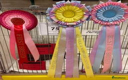 British Shorthair cats for sale: Fawn tortie girl  - Advert 16