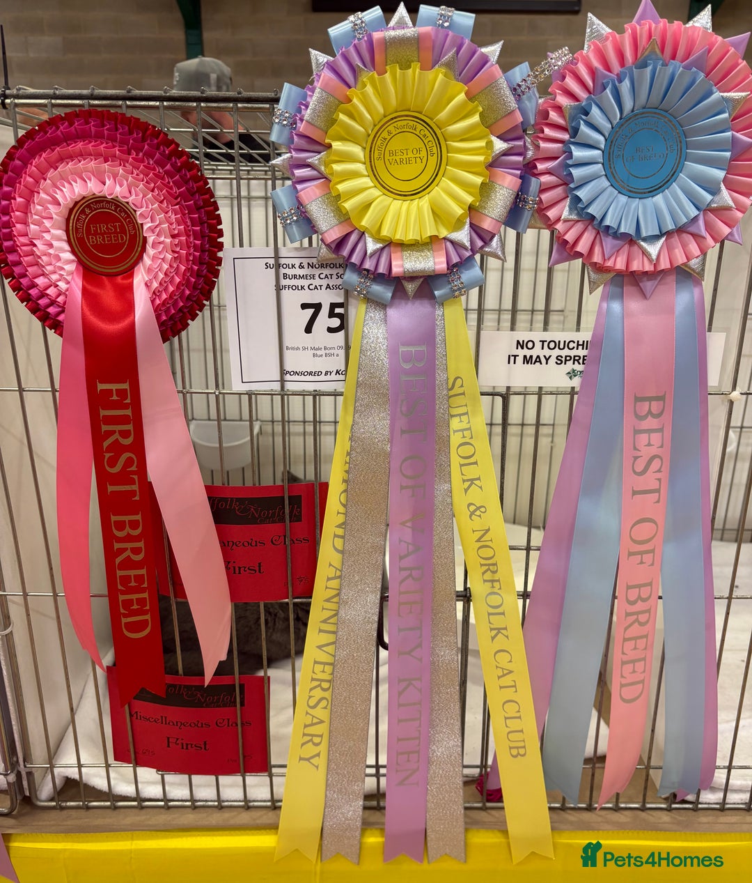 British Shorthair cats for sale: Fawn tortie girl  - Advert 16