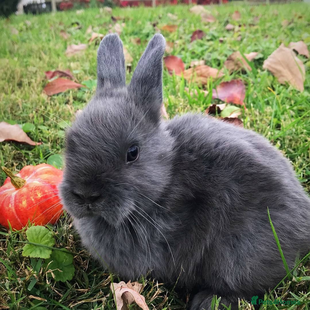 Netherland Dwarf rabbits for sale: Netherland Dwarf - Spayed - Vaccinated- Exp. Homes - Image 1