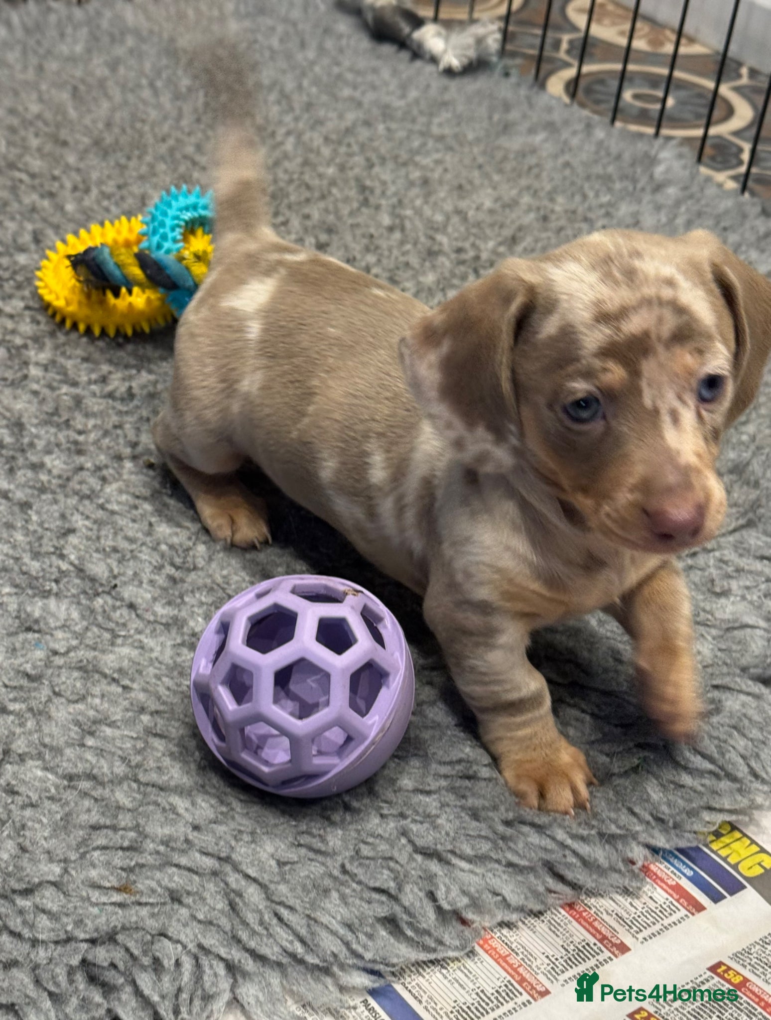 Miniature Dachshund dogs LAST 2 Reduced Dapples! KC Mini Dachshund Puppies  - Advert 11