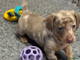 Miniature Dachshund dogs LAST 2 Reduced Dapples! KC Mini Dachshund Puppies - Advert 11
